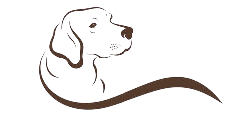 Healthy Mountain King Corsos Puppies Await!